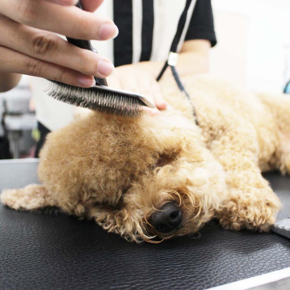 いつもかわいいお客様わんこ♪